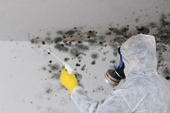 Mold Testing Pinellas Park FL