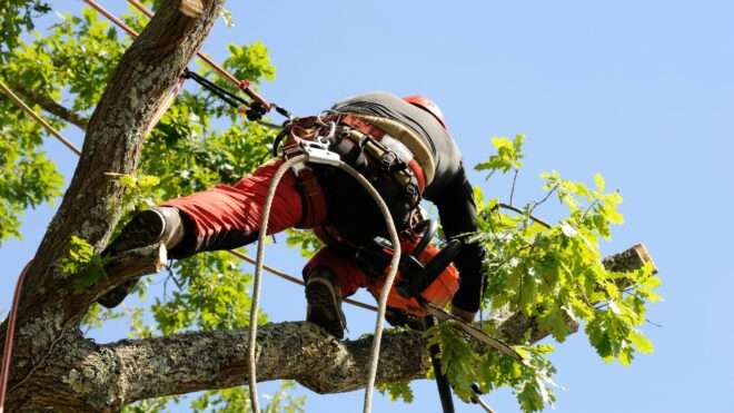 Commercial tree services Bendigo